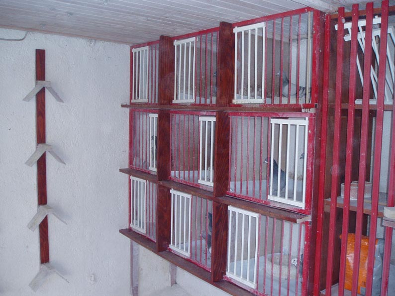 Maticni uzgoj - boxirani parovi!!!.