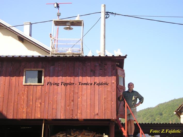 Golubinjak i golubovi - vlasnistvo Tomice Fajdetica - Kompolje ( Shannonovi tipleri!!!