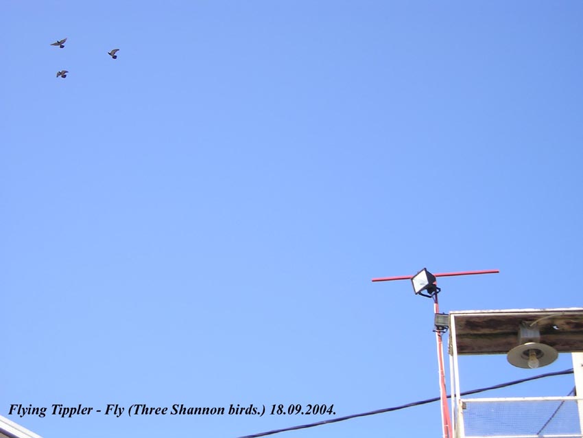 Golubinjak i golubovi - vlasnistvo Tomice Fajdetica - Kompolje ( Shannonovi tipler).