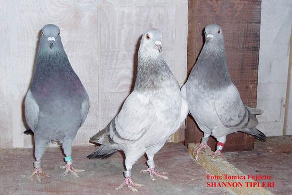 Hary Shannon bird!!!